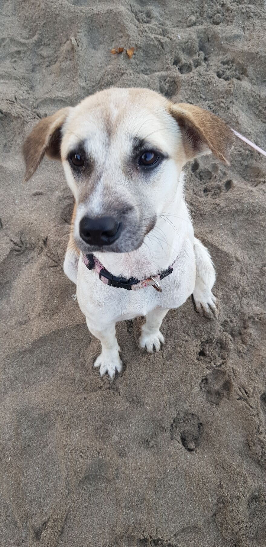 I Photograph Stray Dogs That We Befriend With In Bali Beaches (20 Pictures)