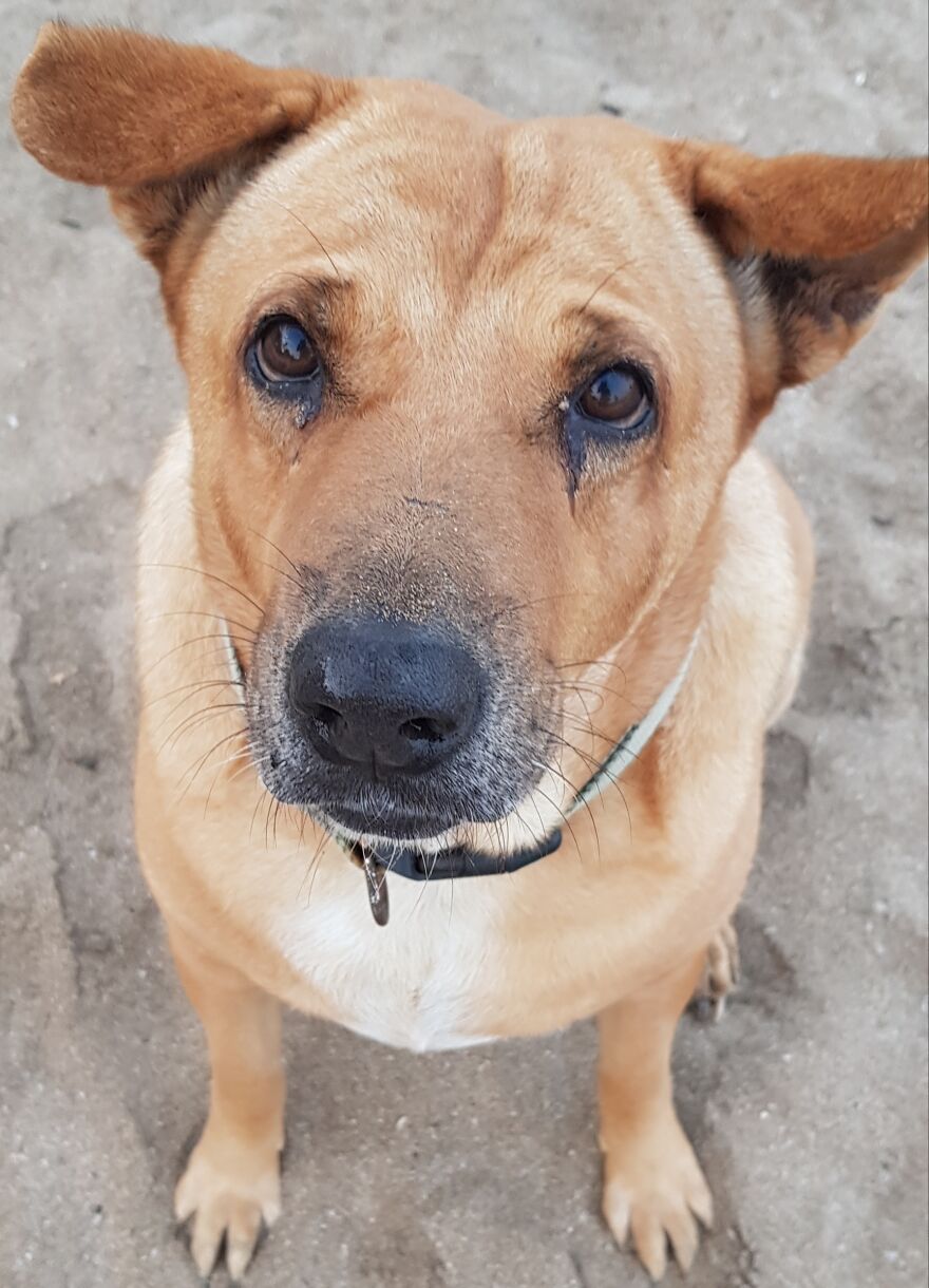 I Photograph Stray Dogs That We Befriend With In Bali Beaches (20 Pictures)