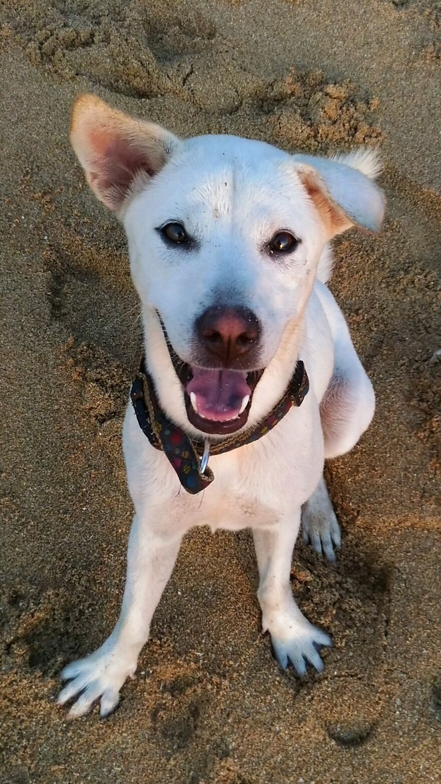 I Photograph Stray Dogs That We Befriend With In Bali Beaches (20 Pictures)