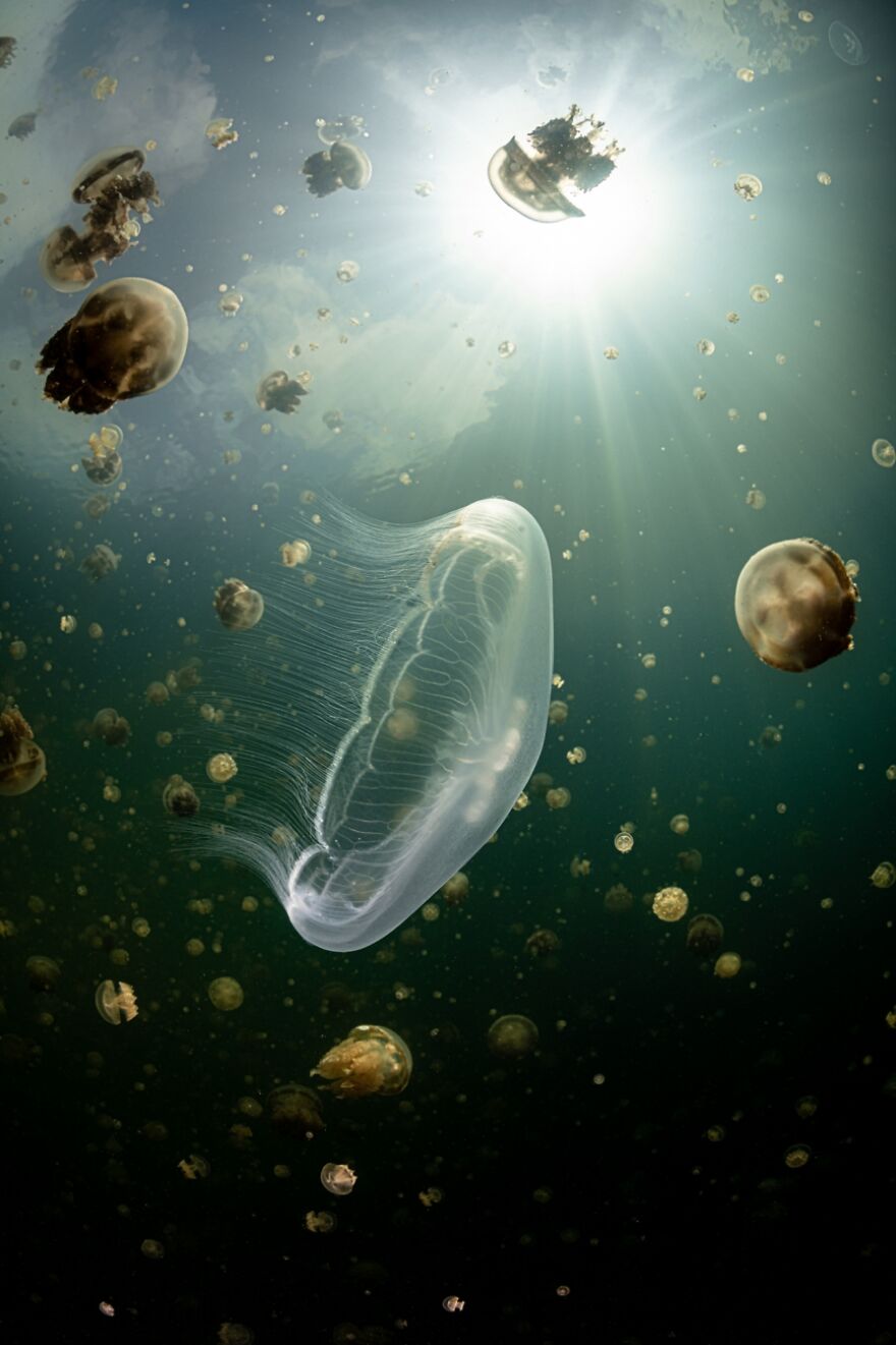 Jellyfish Lake, The Beauty Of Nature