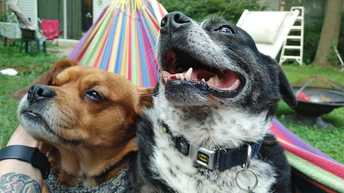 Hammock Made For 3 ❤️😊 Well Kinda, Dobbie*right* Is A Chunkier And Bellatrix Has To Be Right On Top Of Me 😂