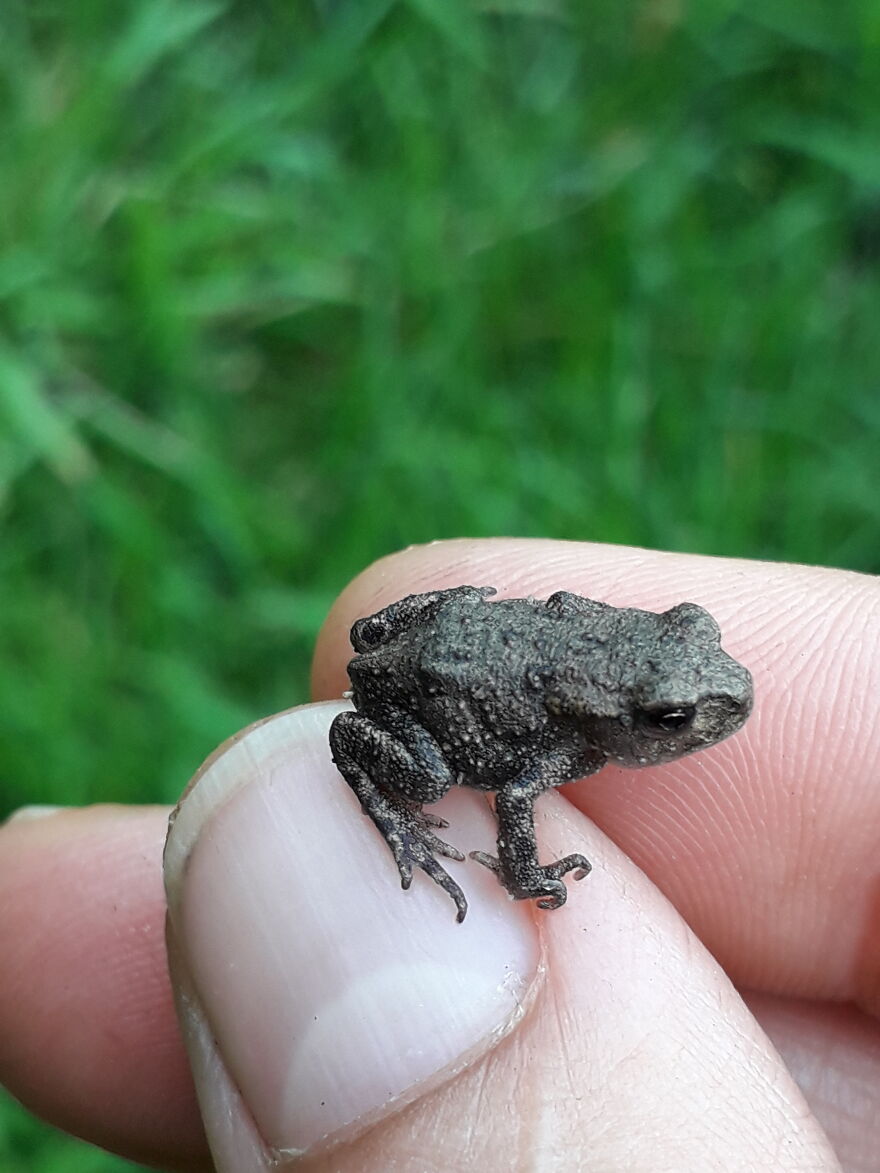 Mini Bullfrog.
