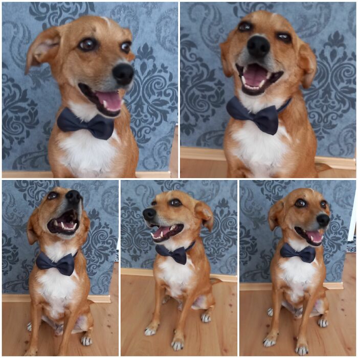 Dobby Is Ready For A Party!