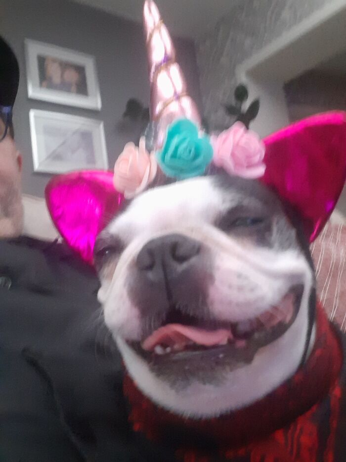 Ziggy The Boston Unicorn