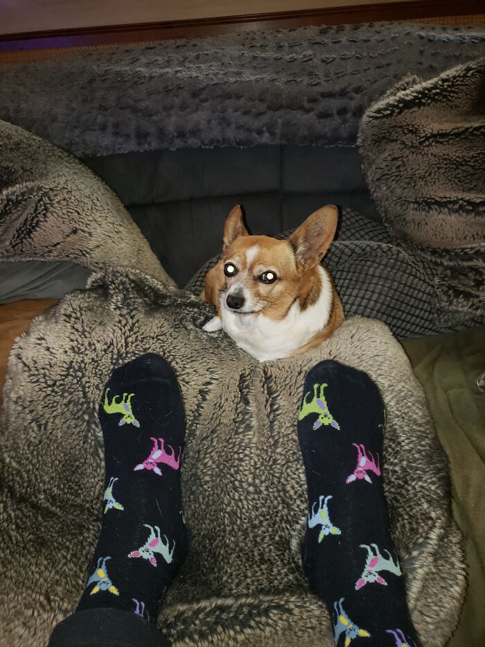 Chihuahua Socks To Go With Lexie, My Chihuahua