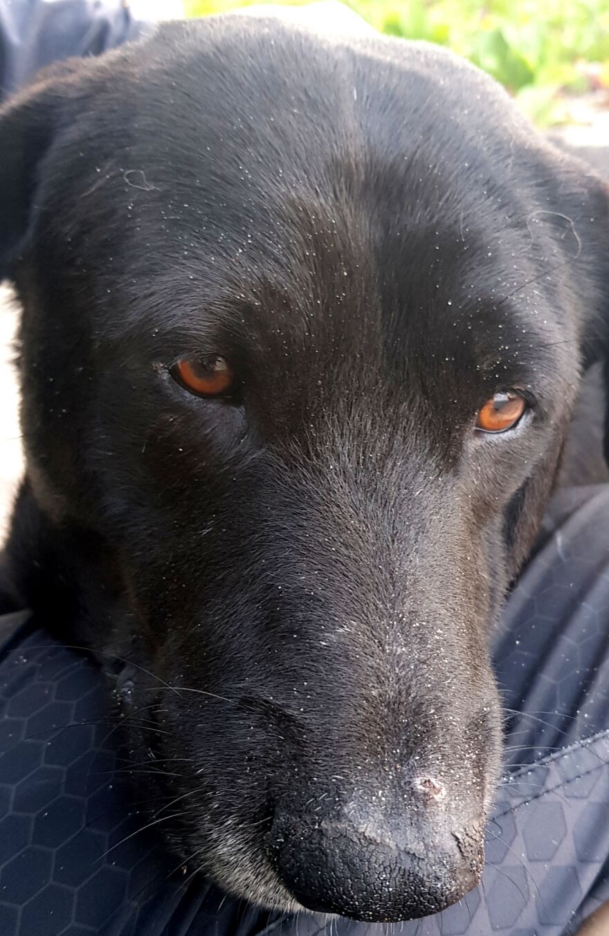 I Photograph Stray Dogs That We Befriend With In Bali Beaches (20 Pictures)