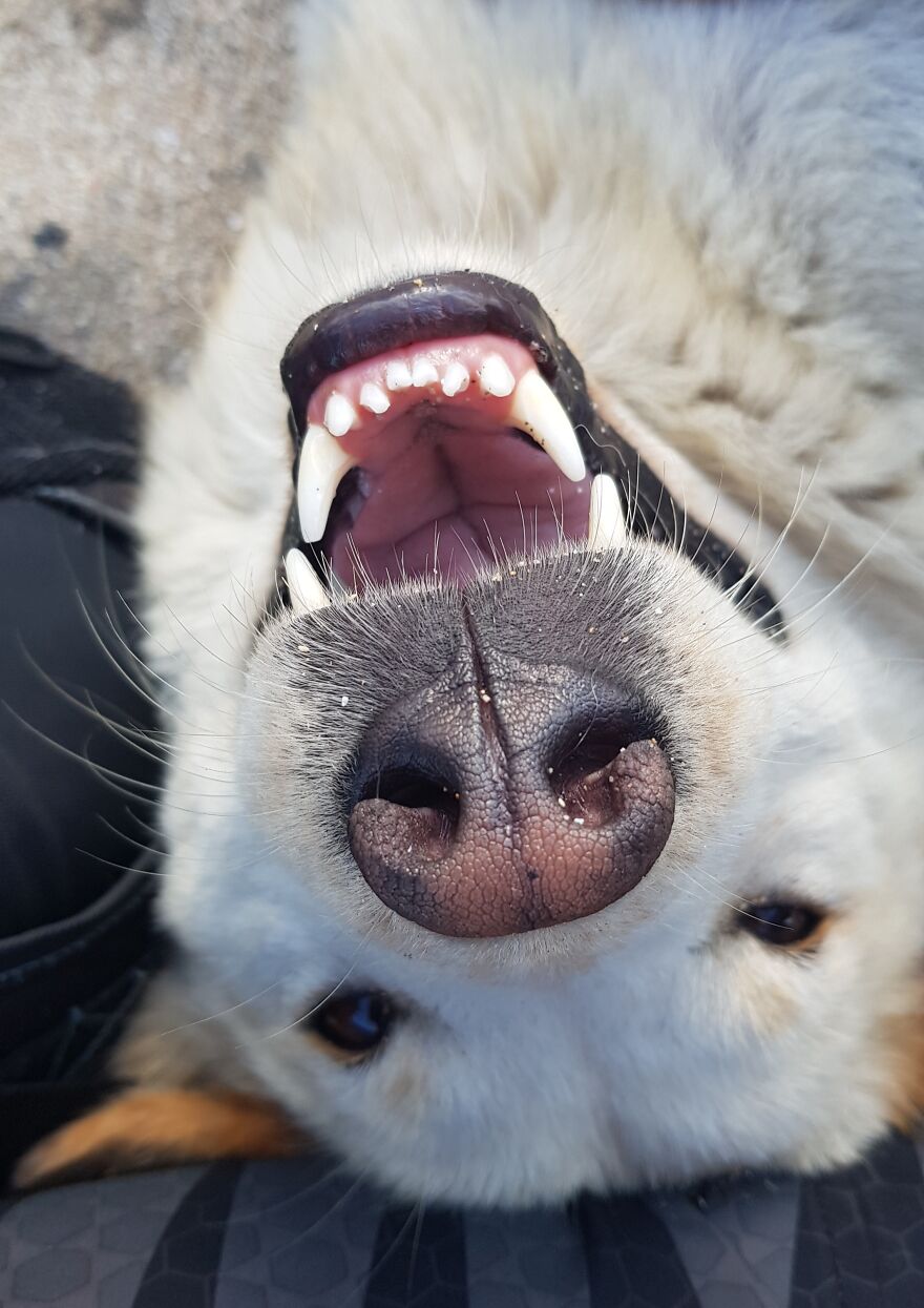 I Photograph Stray Dogs That We Befriend With In Bali Beaches (20 Pictures)