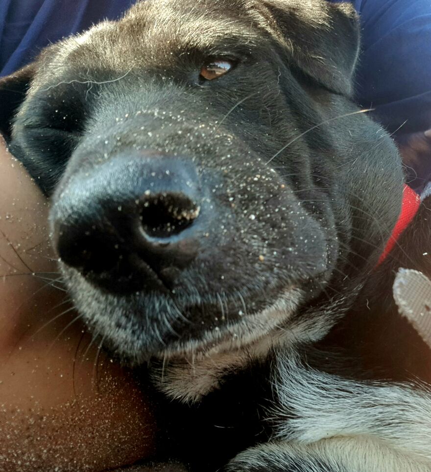 I Photograph Stray Dogs That We Befriend With In Bali Beaches (20 Pictures)