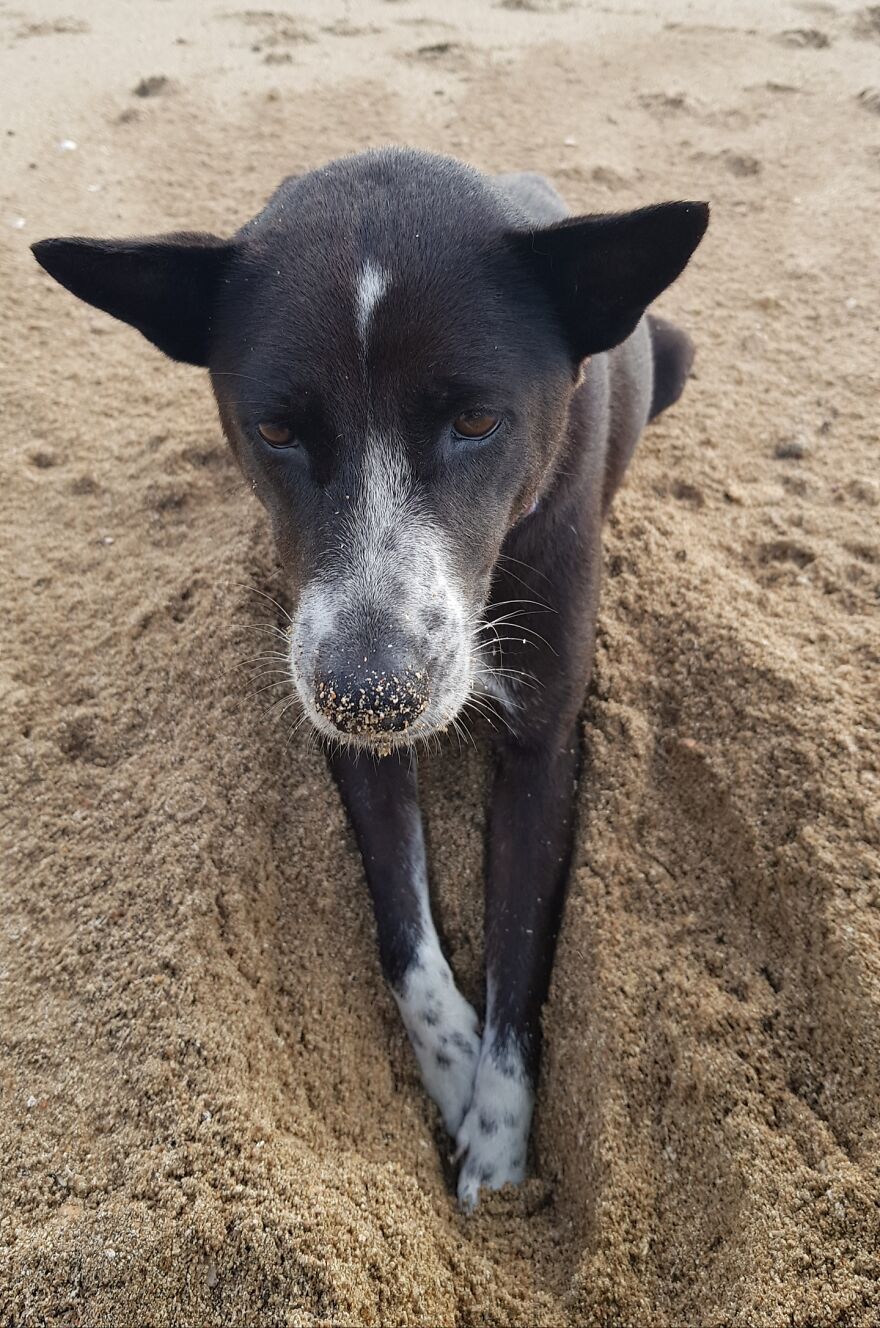 I Photograph Stray Dogs That We Befriend With In Bali Beaches (20 Pictures)