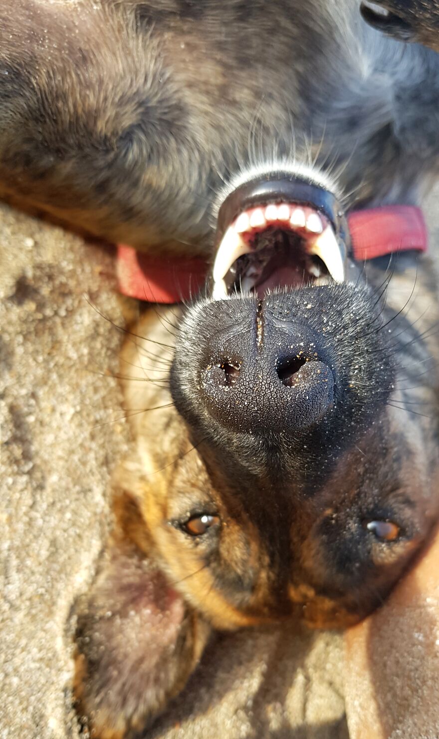 I Photograph Stray Dogs That We Befriend With In Bali Beaches (20 Pictures)