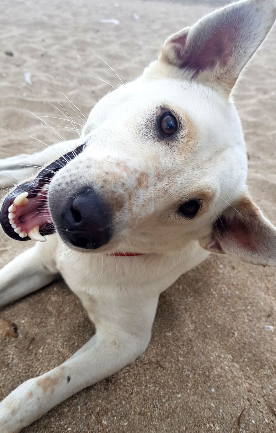 I Photograph Stray Dogs That We Befriend With In Bali Beaches (20 Pictures)