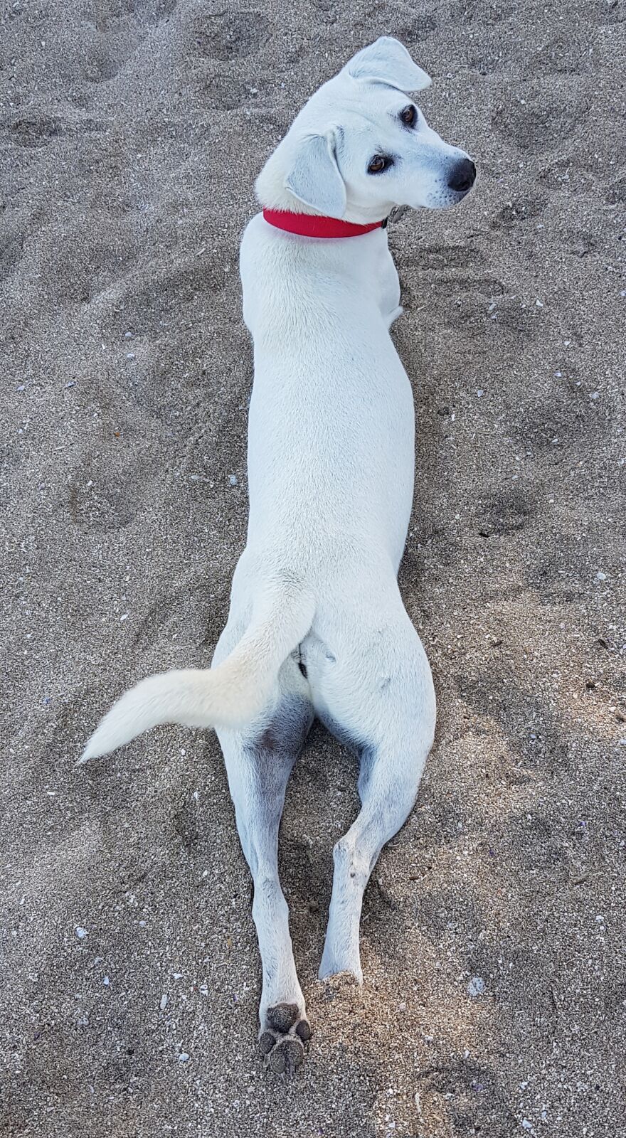 I Photograph Stray Dogs That We Befriend With In Bali Beaches (20 Pictures)