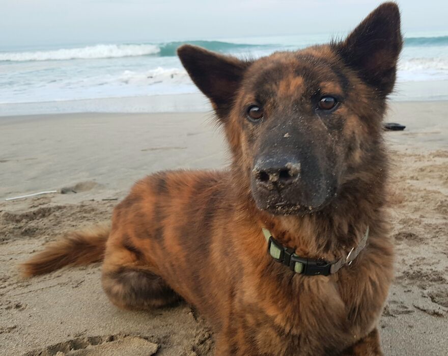 I Photograph Stray Dogs That We Befriend With In Bali Beaches (20 Pictures)