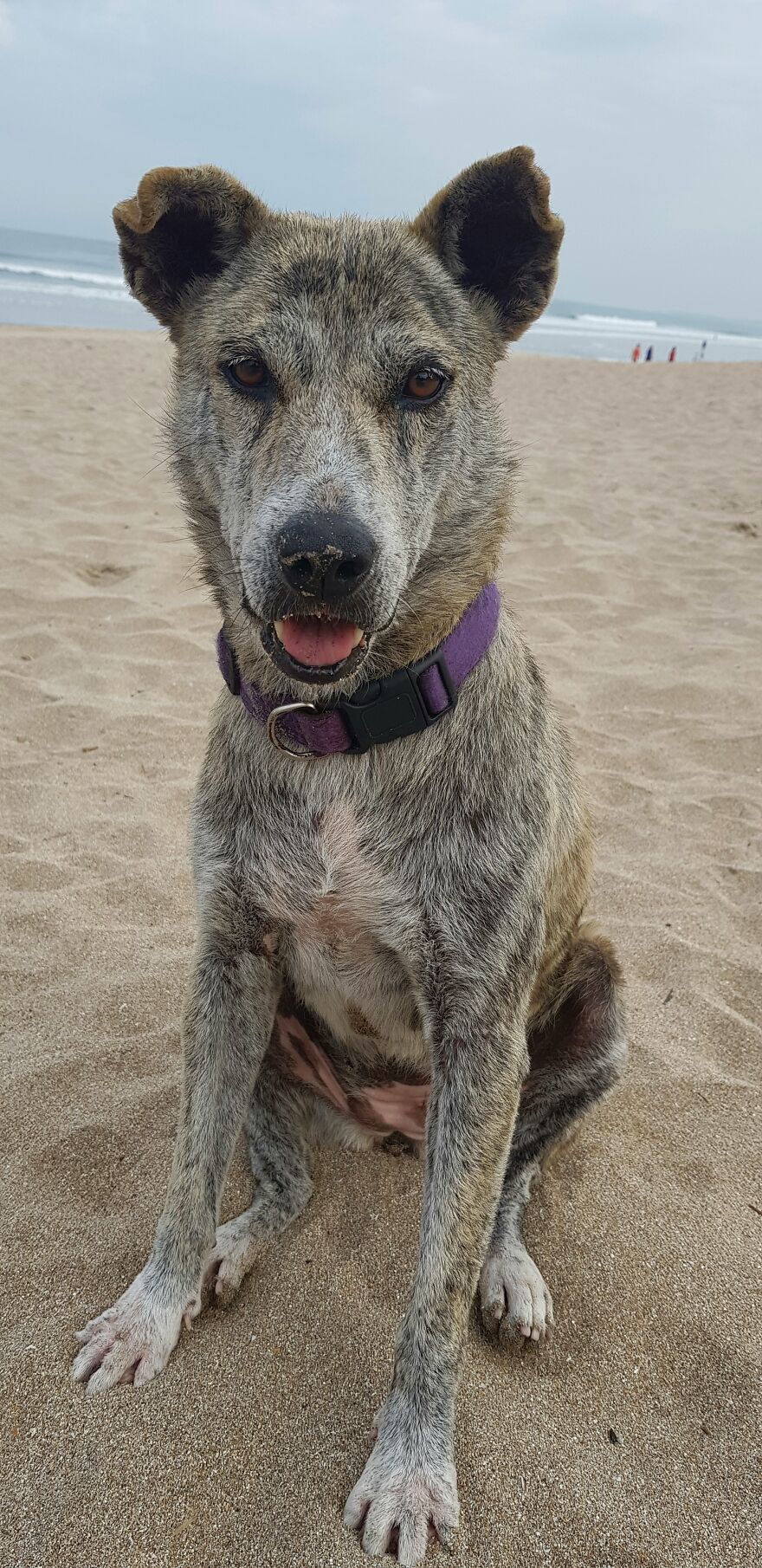 I Photograph Stray Dogs That We Befriend With In Bali Beaches (20 Pictures)