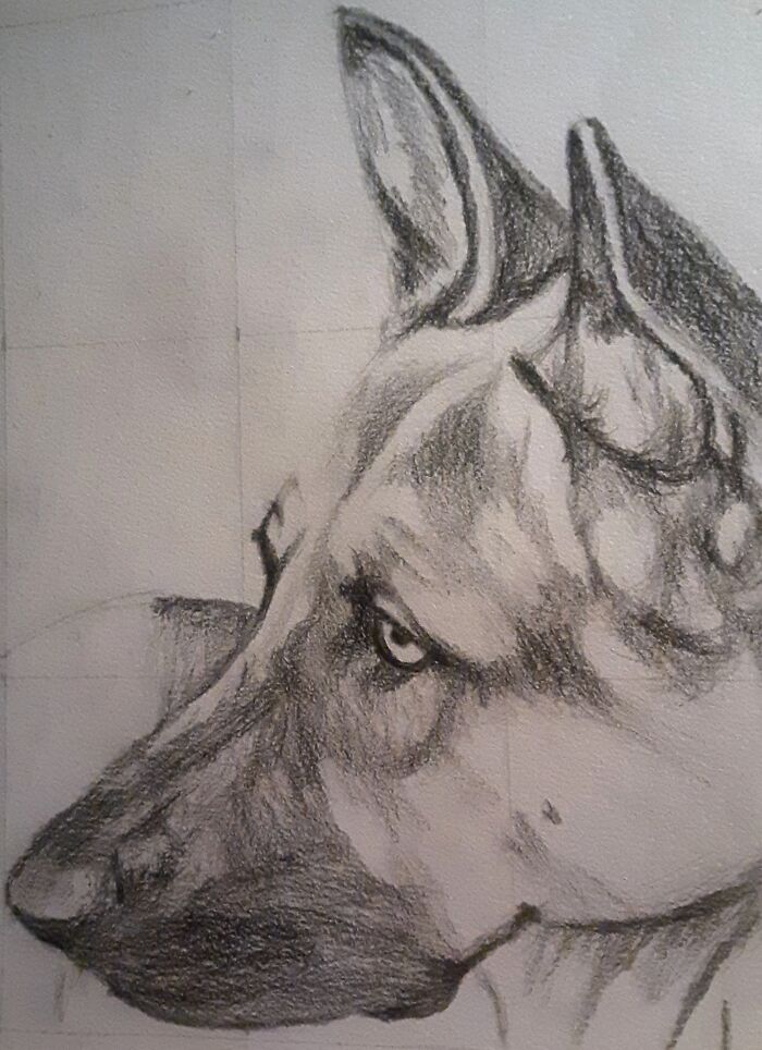 Sketch Of My Friend's Beautiful Dog