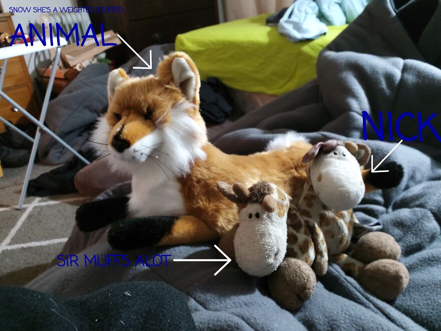 Please Post A Picture Of Your Stuffed Animal Please Post A Picture Of Your Stuffed Animal