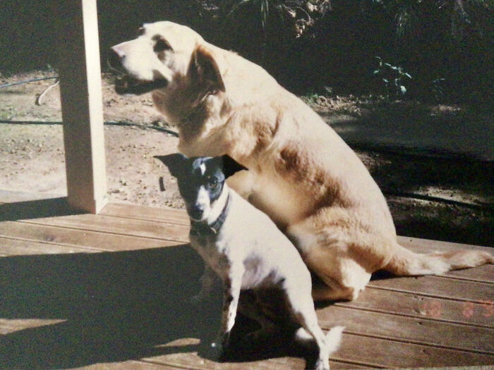 Daisy The Lab, And Polly The Foxie, Miss Them So Much.