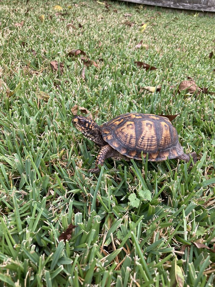 Turtle (Tortoise?) I Found In The Backyard