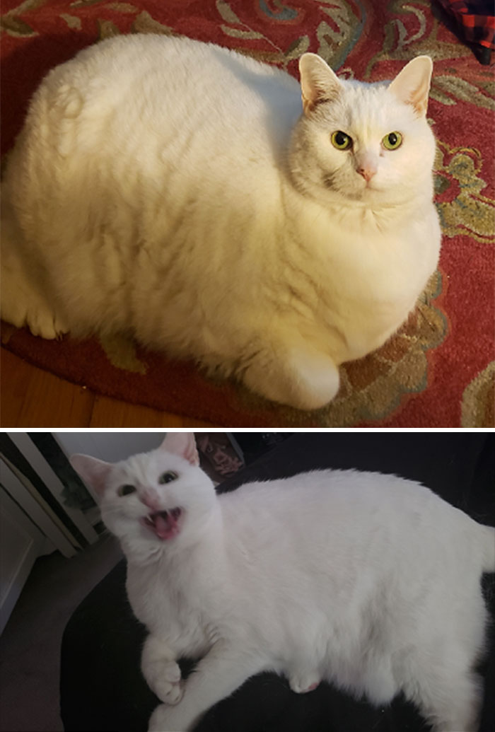 Bella bajó 4 kilos y está muy cerca de alcanzar su peso ideal. No estoy segura de si se ve más delgada, pero parece sentirse mejor y corretea más