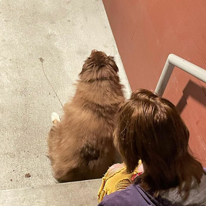 Dog That Was About To Be Put Down Gets Rescued And Adopted By A Couple That Drove For Hours To Get Him Dog That Was About To Be Put Down Gets Rescued And Adopted By A Couple That Drove For Hours To Get Him