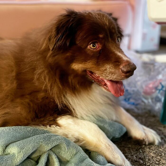 Dog That Was About To Be Put Down Gets Rescued And Adopted By A Couple That Drove For Hours To Get Him Dog That Was About To Be Put Down Gets Rescued And Adopted By A Couple That Drove For Hours To Get Him