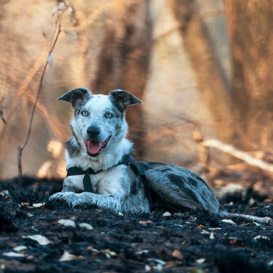 Dog Received An Award Of Honor For Saving Over 100 Koalas During The Bushfires Dog Received An Award Of Honor For Saving Over 100 Koalas During The Bushfires