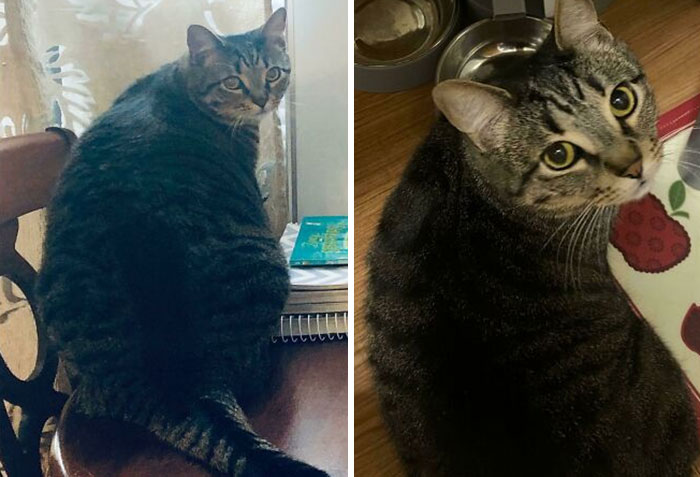A Year's Worth Of Progress For Romeo. From Chonker To Fine Boi