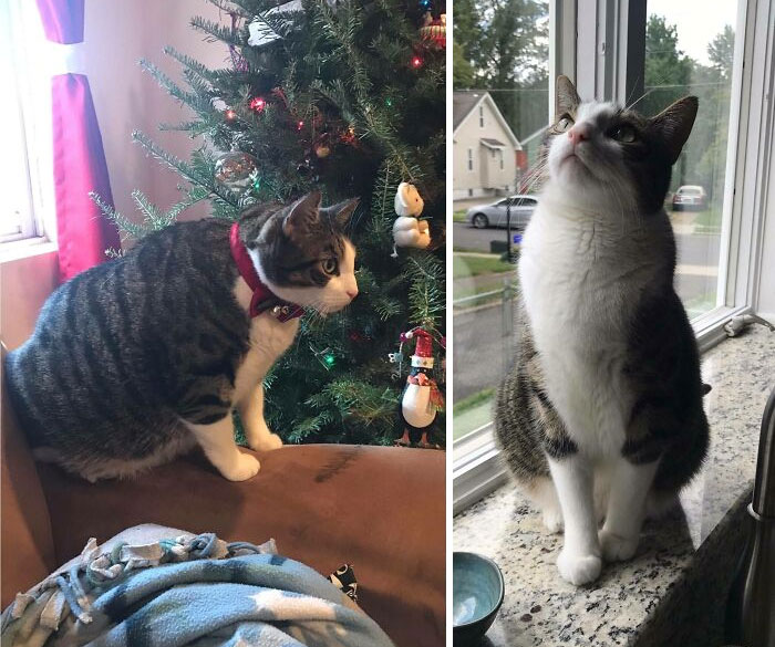 Eli Lost A Whole Cat's Worth Of Weight! From 23 Lbs Down To 13.8