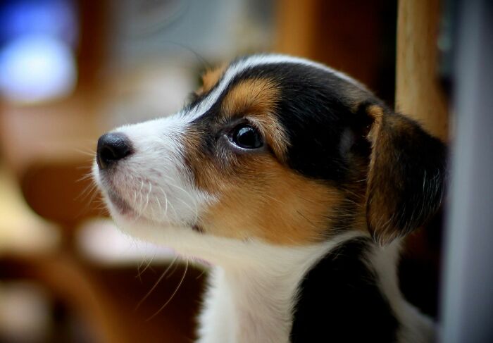 Ginger .. My Sweet Baby For The Last 10yrs. I Will Always Remember You 💔