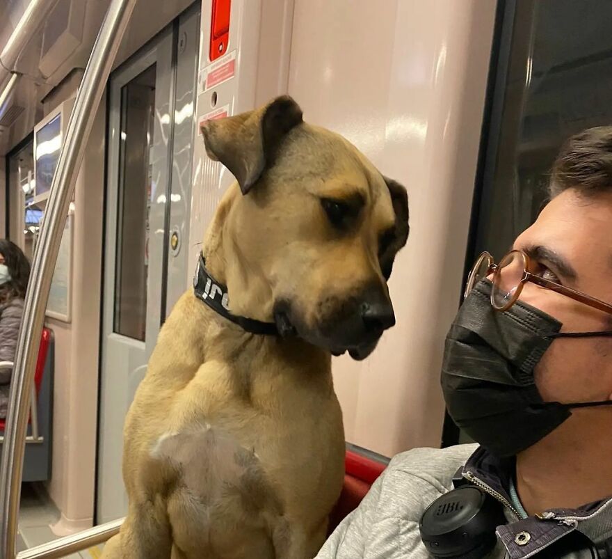 People Saw This Dog Using Public Transport In Istanbul, So Authorities Put A Tracker On Him - Turns Out He Travels Over 30 Kilometers A Day