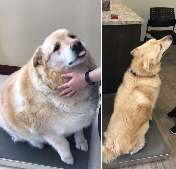Kai Has Lost 100 Lbs Between 2018 And 2019, Goodest Of Boyes