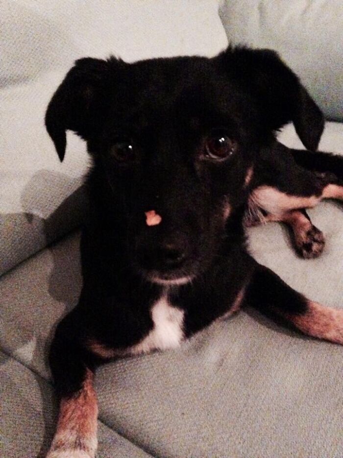 My Soulmate Milka A Rescue Pup From Berlin/Germany