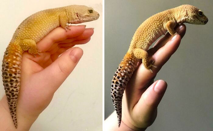 From 95 Grams To 80 Grams. Alexander Has Reached His Goal Chonk!