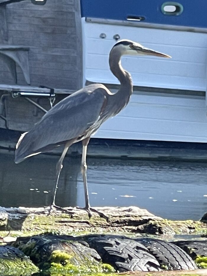 Great Blue Heron - They Sound Like What I Imagine Pterodactyls Sound Like - Dinosaurs!
