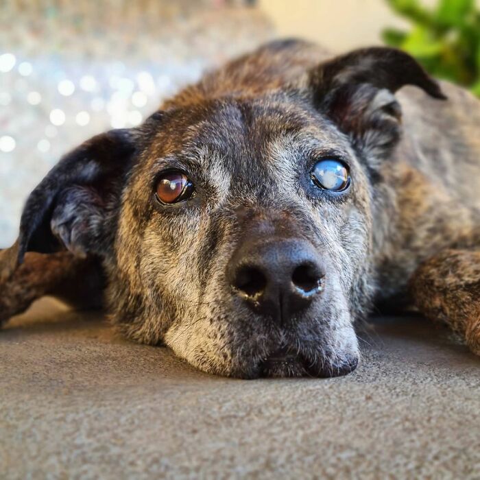 This Dog That Spent 10 Years In A Shelter Due To His Missing Leg, Old Age And Blindness Finally Finds His Forever Home