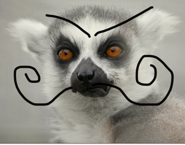 Ze French Lemur