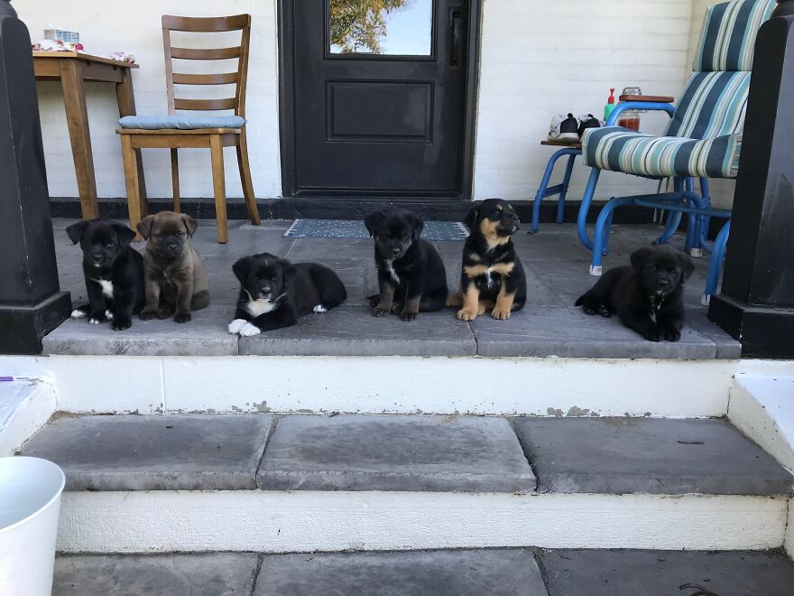 First Litter Of Foster Pups (We Are 3 Litters In Now). This Was Pure Luck!