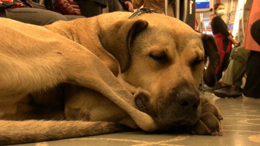 People Saw This Dog Using Public Transport In Istanbul, So Authorities Put A Tracker On Him - Turns Out He Travels Over 30 Kilometers A Day People Saw This Dog Using Public Transport In Istanbul, So Authorities Put A Tracker On Him - Turns Out He Travels Over 30 Kilometers A Day