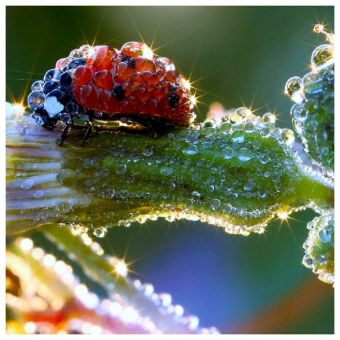 Lady Bug In Dew