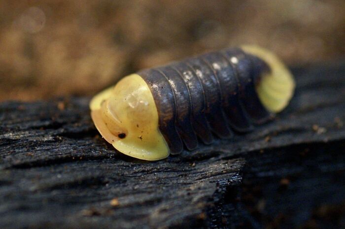 Cubaris “Rubber Ducky” Isopod 1 Of The Many Awesome Species Of Isopod