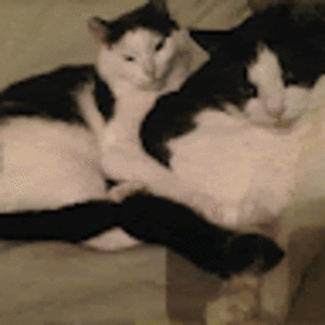 geertjejohannadejager avatar