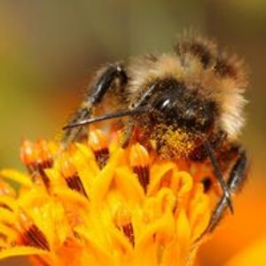 westernwilson avatar