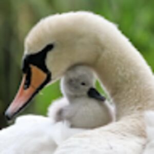 elizabethduncan avatar