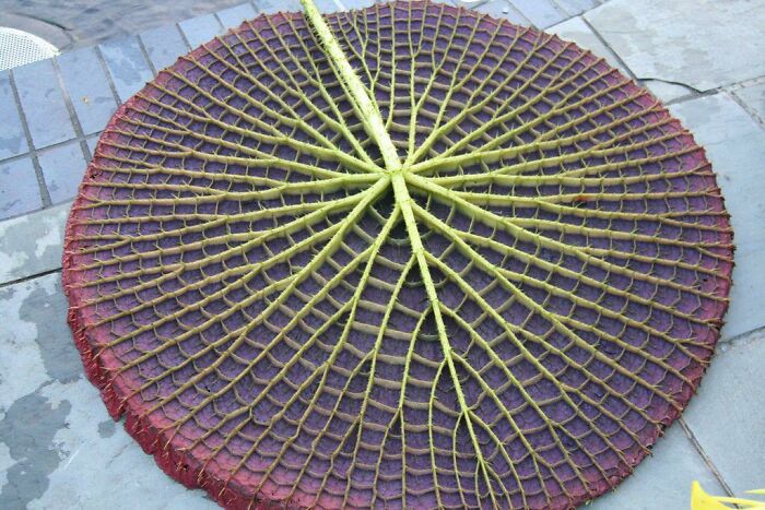 Underside Of Victoria Amazonica's Lilypad (Up To 200 Cm In Diameter) — Satisfying Ant Terrifying At The Same Time. Veiny Alien Plant-Flesh