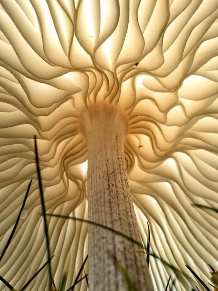 This Mushroom Photographed From Down Below