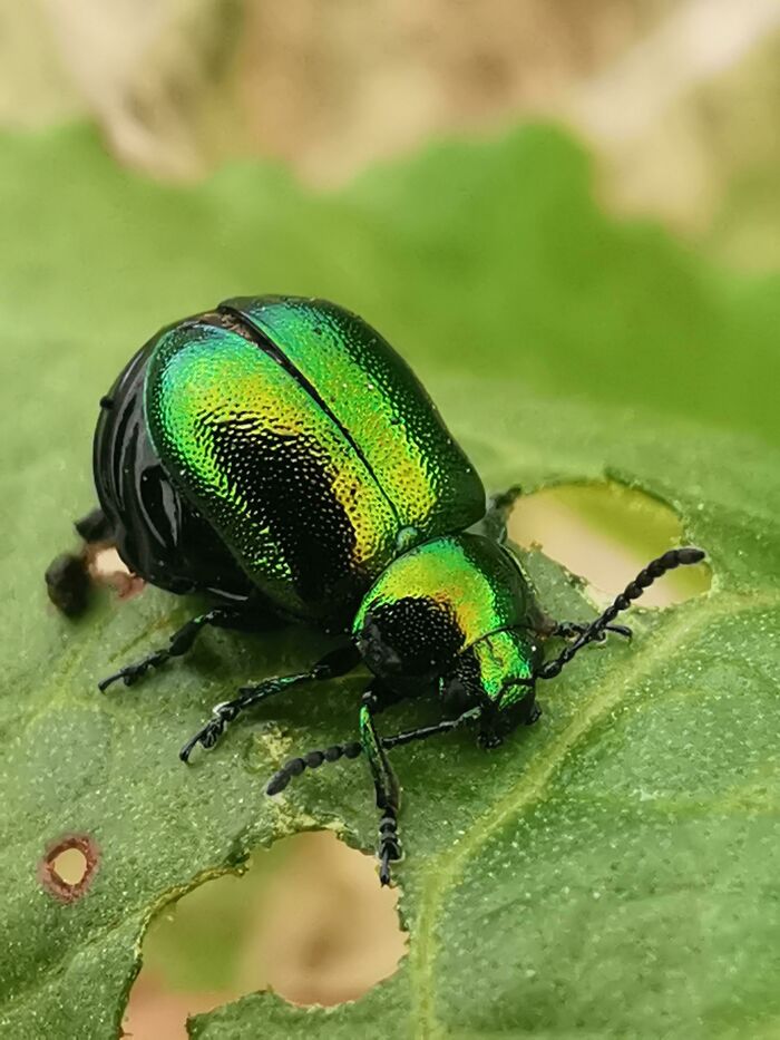 Very Cool Bug In My Garden Yesterday