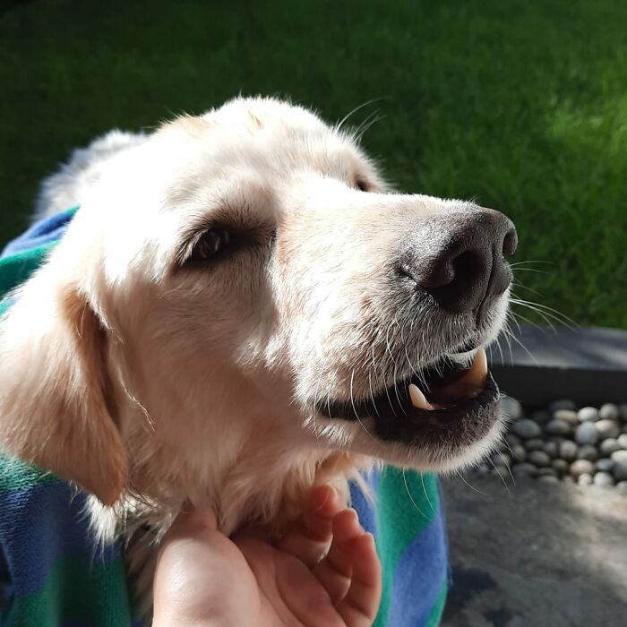 This Dog Was So Neglected That It Was Hard To Tell What Breed He Was, We Saved Him, And Turns Out, He's A Golden Retriever