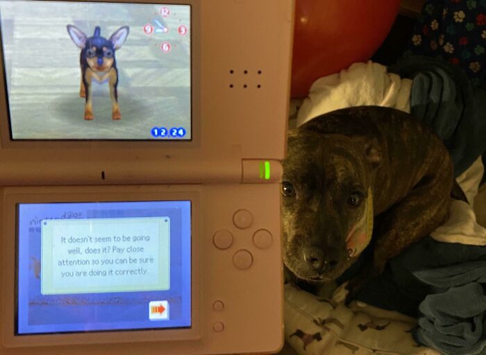 Found My Old Nintendo DS And Nintendogs And I’ve Been Screaming At The Fake Dog To Sit For 15 Min