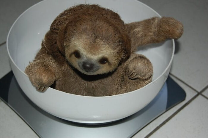 Sloth In A Bowl
