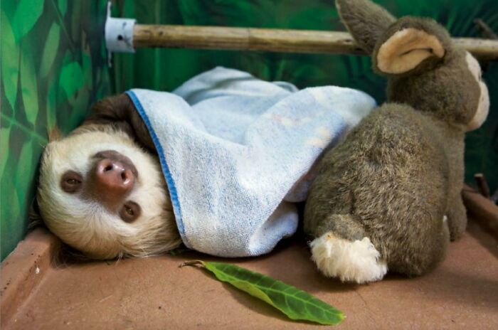Sleepy Baby Sloth